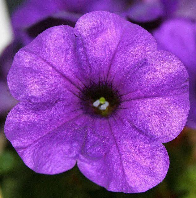 Petunia 'wave Purple Improved' - View 10 from www redcrocus com
