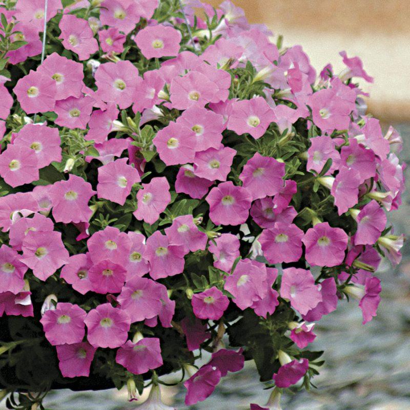 Petunia 'wave Purple Improved' - View 12 from www redcrocus com