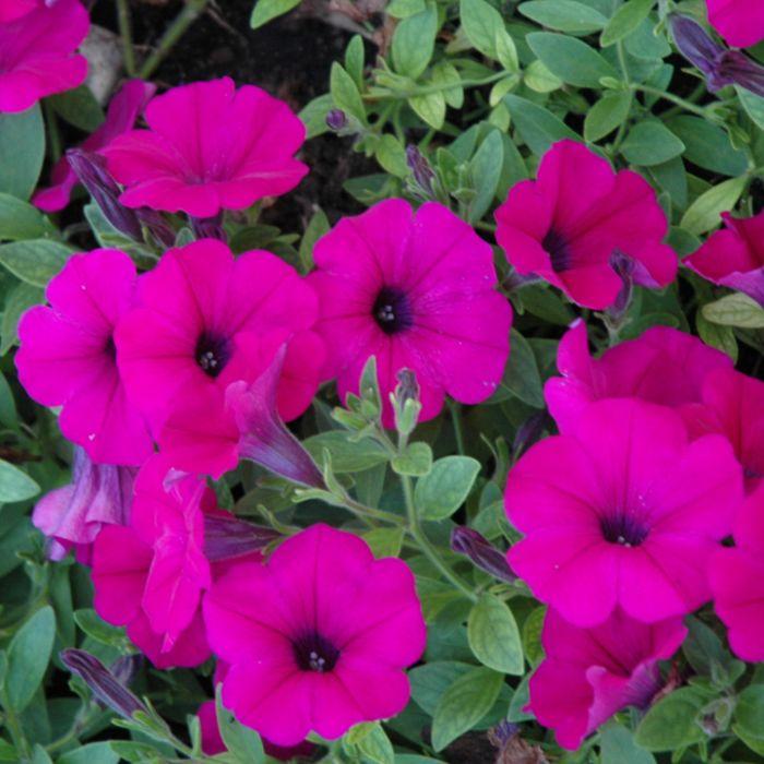 Petunia 'wave Purple Improved' - View 14 from www redcrocus com