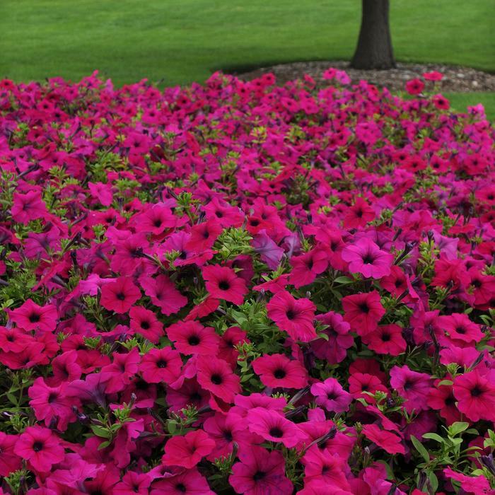 Petunia 'wave Purple Improved' - View 1 from www redcrocus com