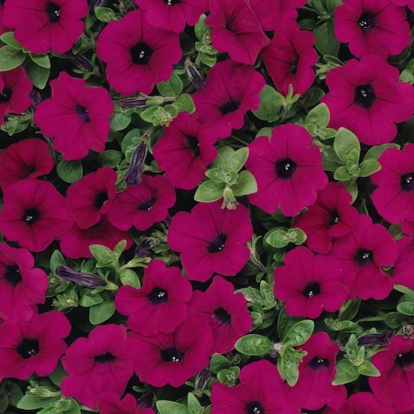 Petunia 'wave Purple Improved' - View 7 from www redcrocus com