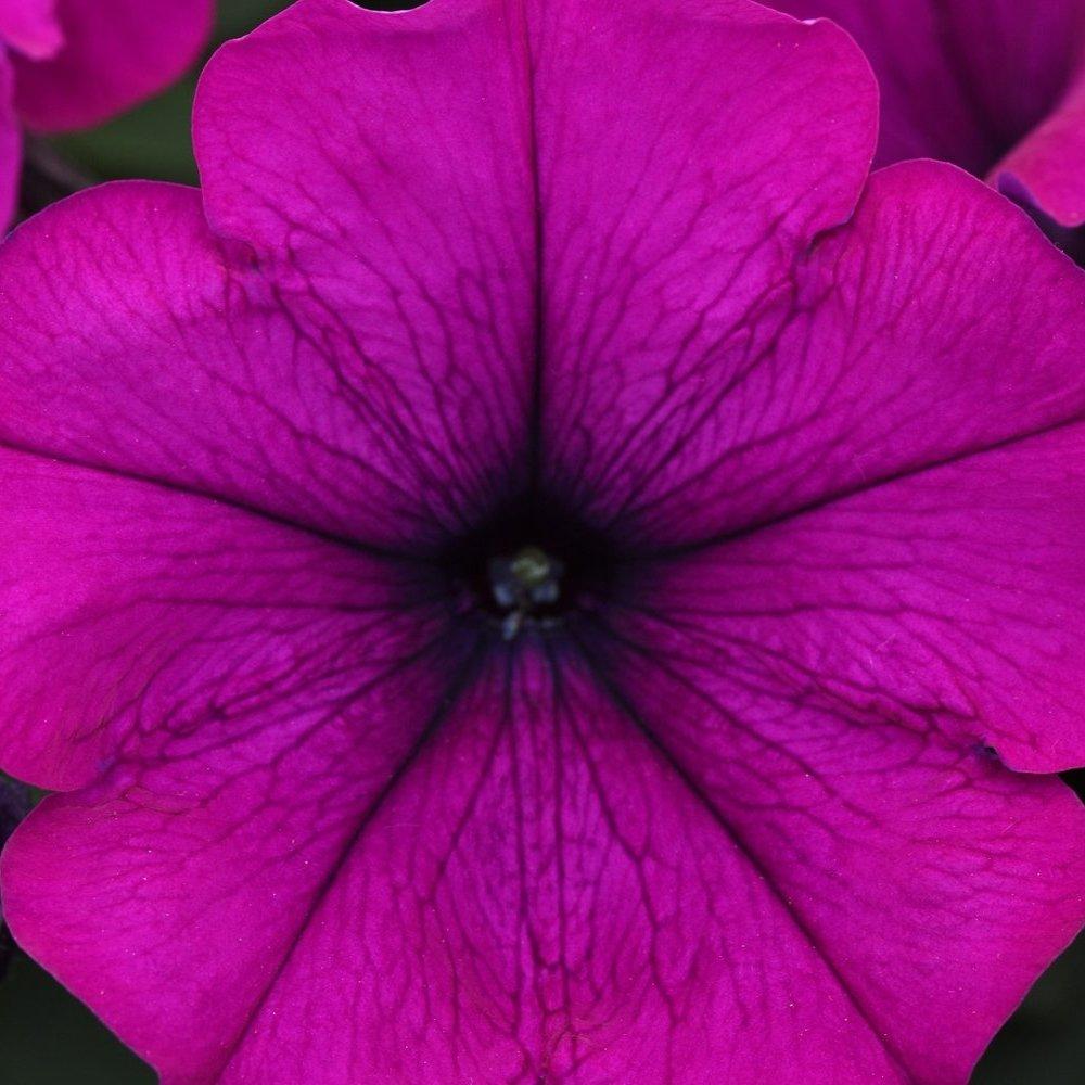 Petunia 'wave Purple Improved' - View 9 from www redcrocus com