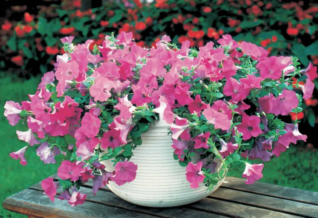 Petunia Wave Lavender - View 10 from www redcrocus com
