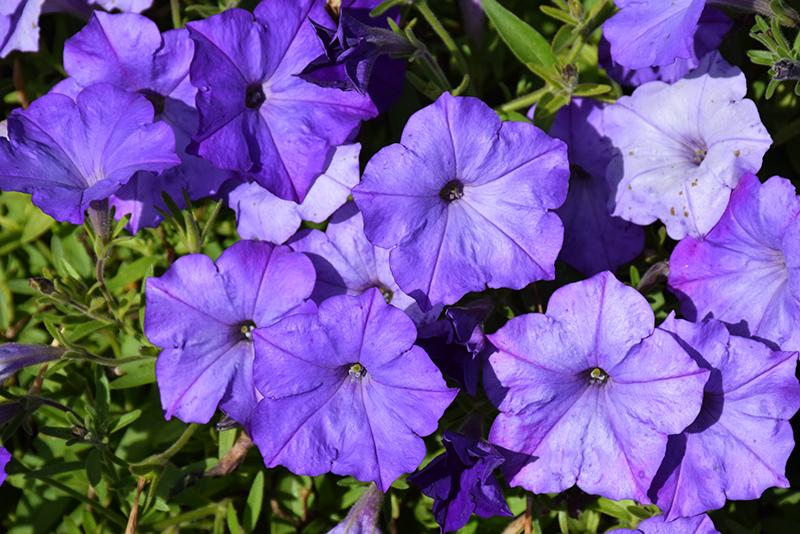 Petunia Wave Lavender - View 11 from www redcrocus com