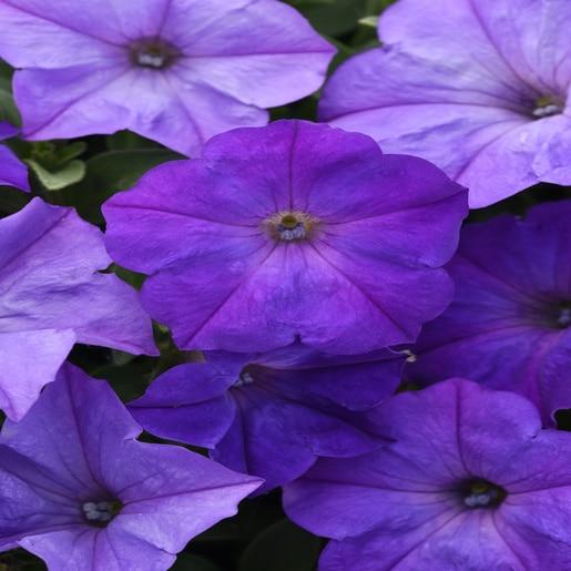 Petunia Wave Lavender - View 12 from www redcrocus com