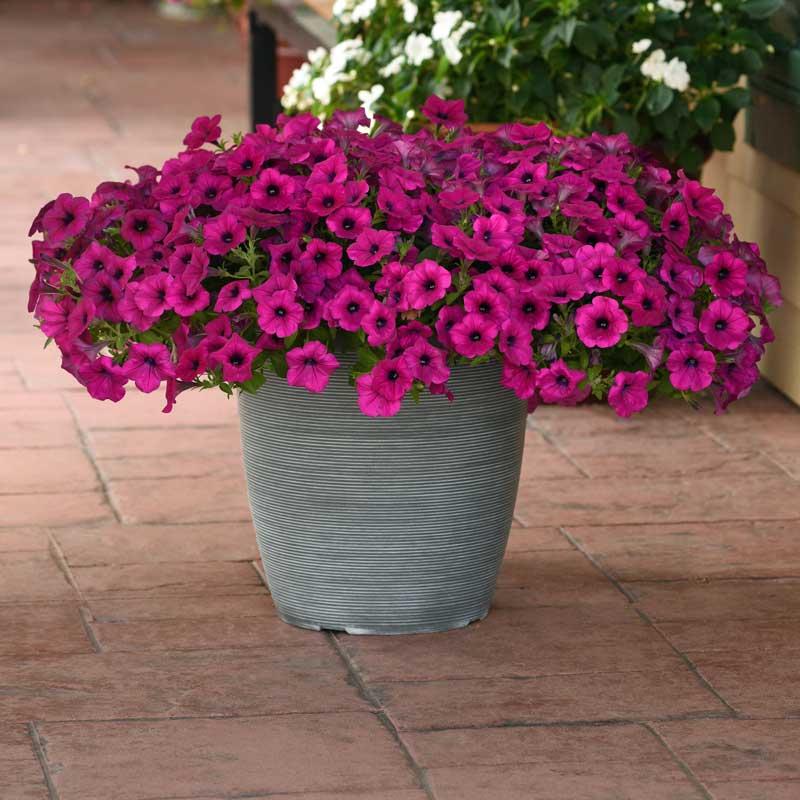 Petunia Wave Lavender - View 13 from www redcrocus com