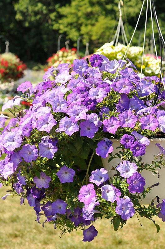 Petunia Wave Lavender - View 14 from www redcrocus com