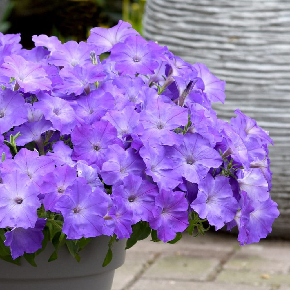 Petunia Wave Lavender - View 17 from www redcrocus com