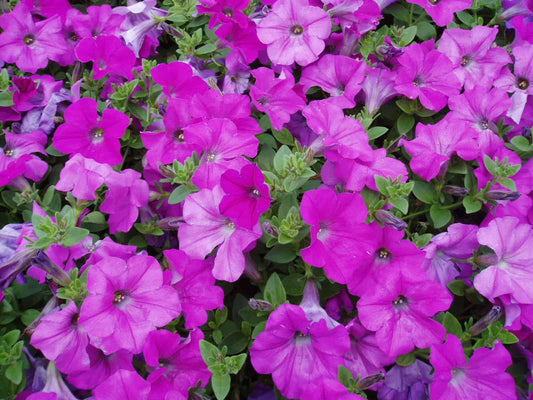 Petunia Wave Lavender - View 1 from www redcrocus com