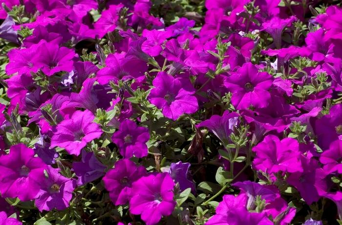 Petunia Wave Lavender - View 3 from www redcrocus com