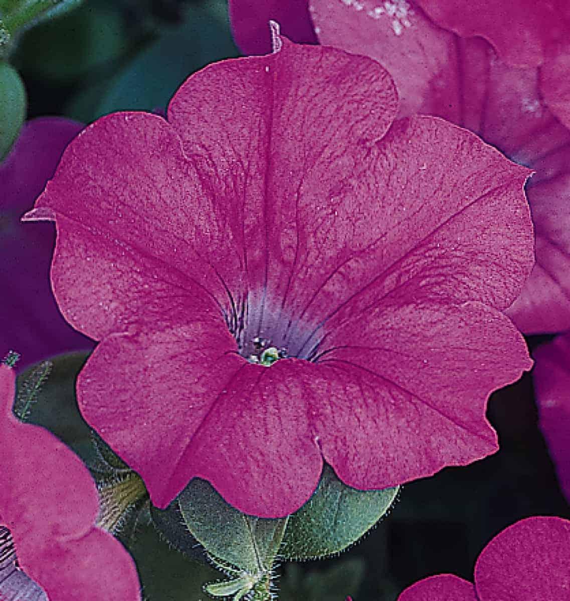 Petunia Wave Lavender - View 4 from www redcrocus com