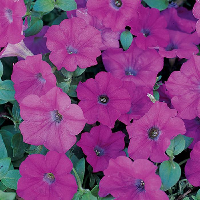 Petunia Wave Lavender - View 6 from www redcrocus com