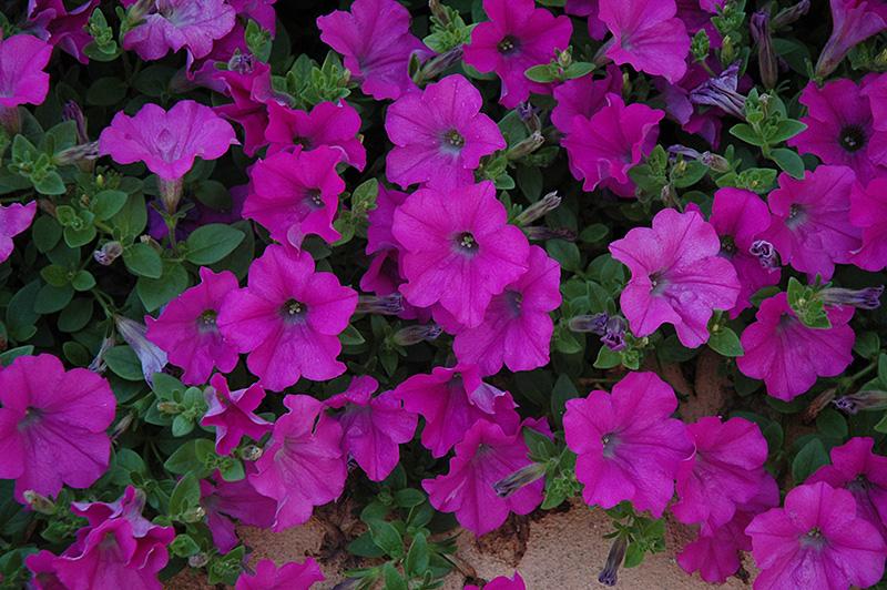 Petunia Wave Lavender - View 7 from www redcrocus com
