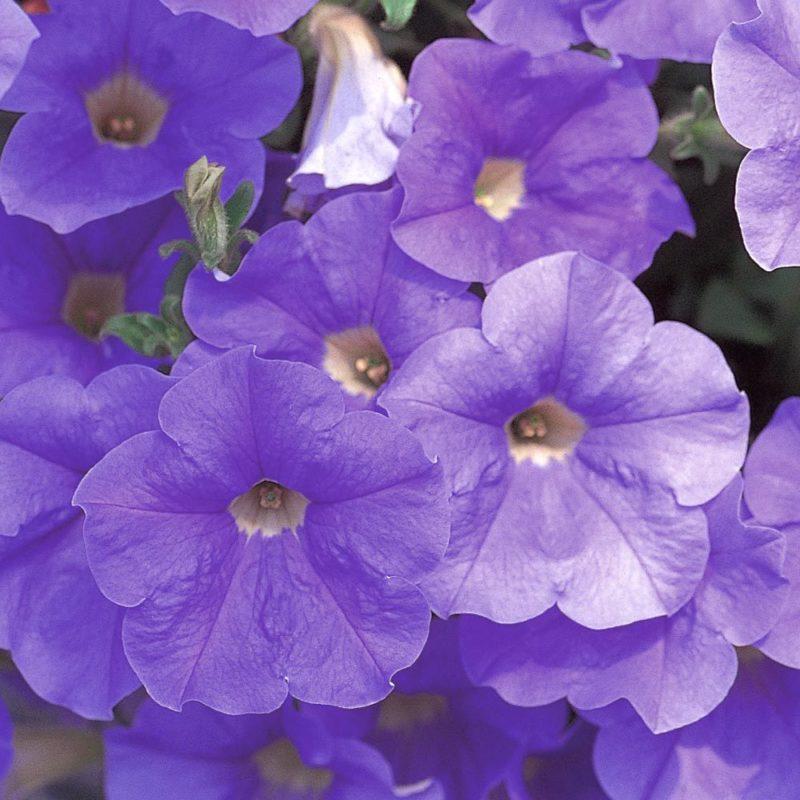 Petunia Wave Lavender - View 9 from www redcrocus com