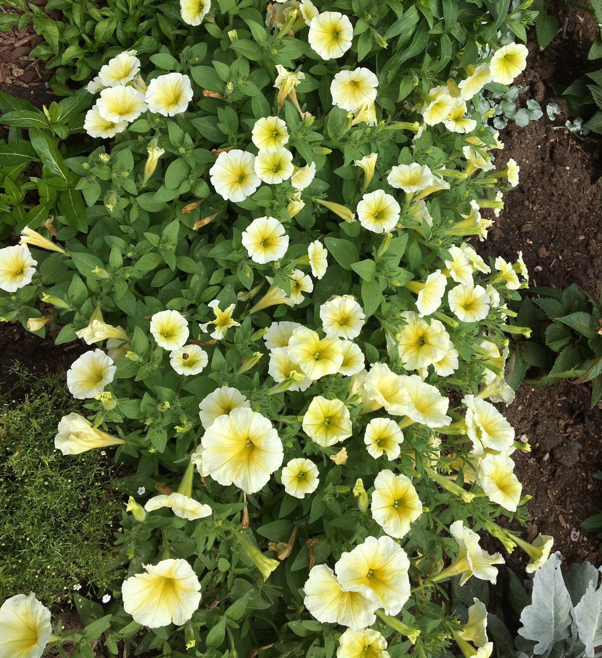 Petunia E3 Easy Wave Yellow - View 10 from www redcrocus com