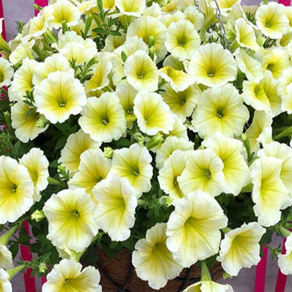 Petunia E3 Easy Wave Yellow - View 11 from www redcrocus com