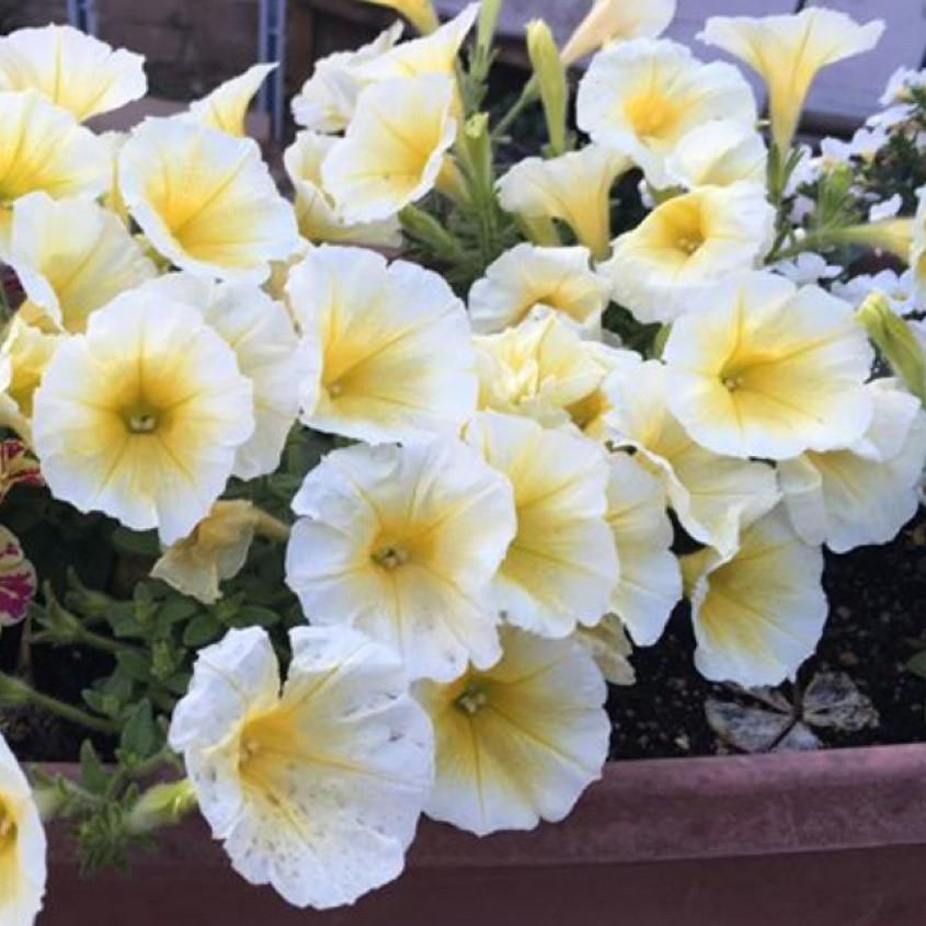 Petunia E3 Easy Wave Yellow - View 12 from www redcrocus com