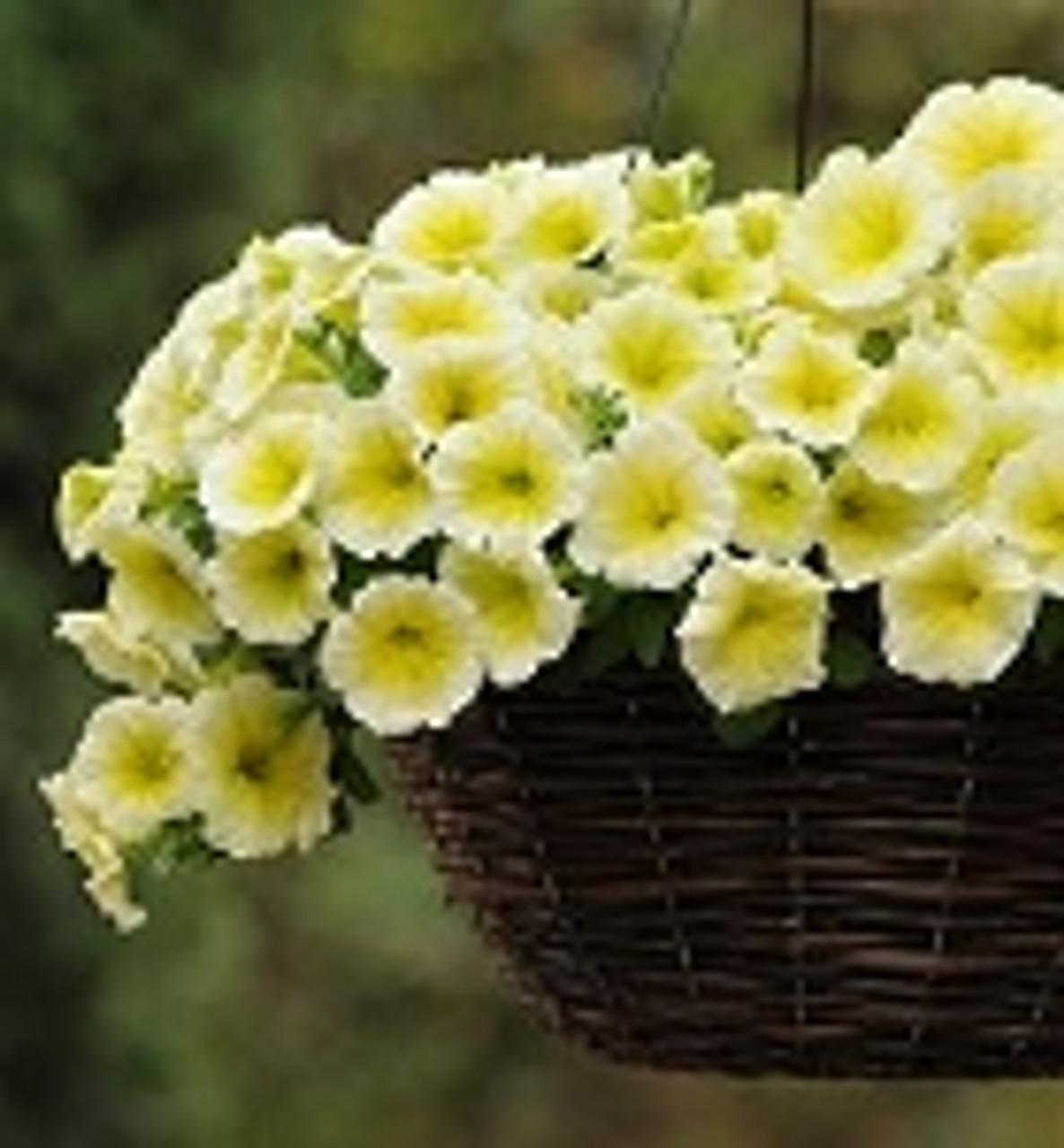 Petunia E3 Easy Wave Yellow - View 13 from www redcrocus com