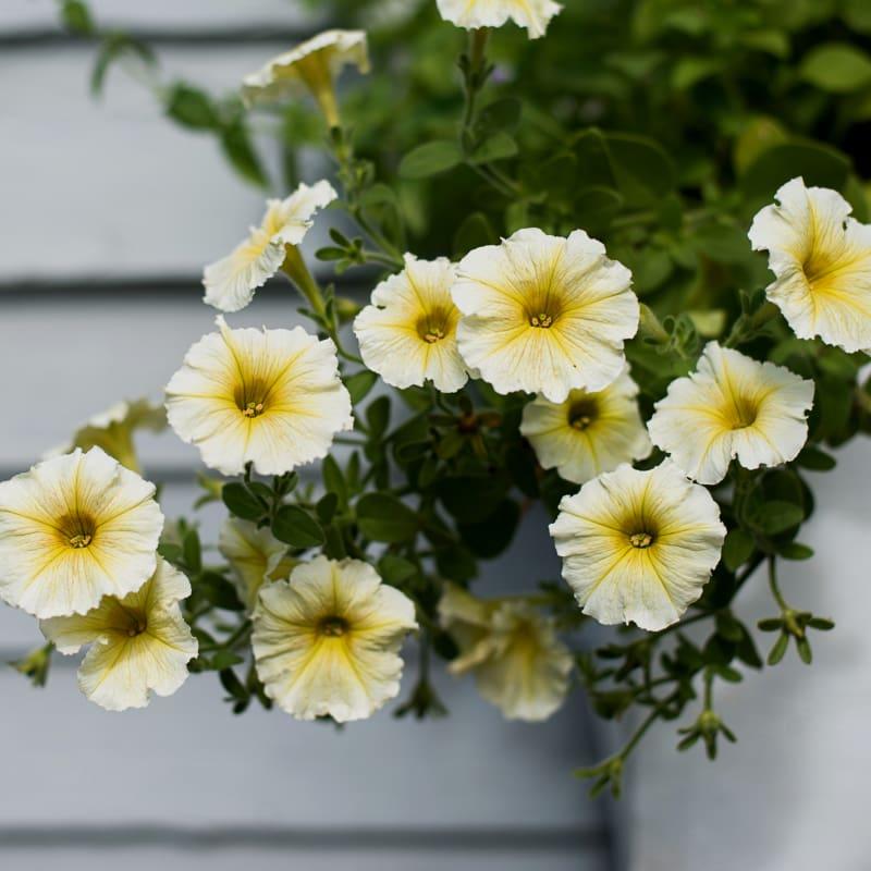 Petunia E3 Easy Wave Yellow - View 14 from www redcrocus com