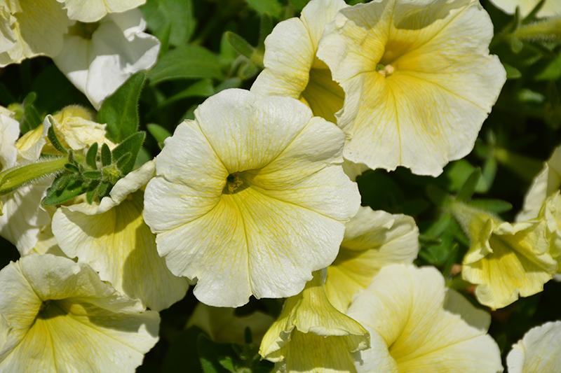 Petunia E3 Easy Wave Yellow - View 15 from www redcrocus com