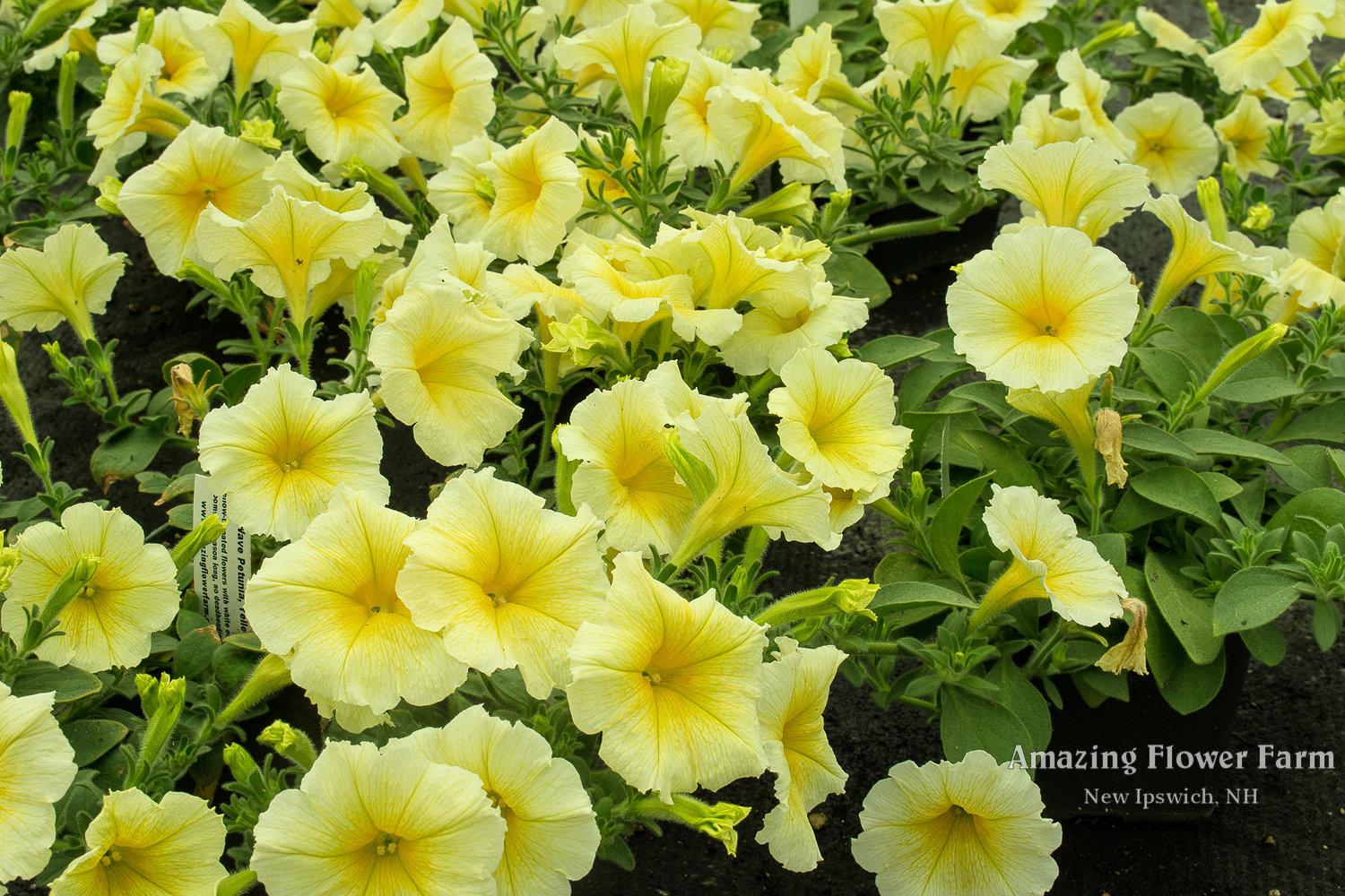 Petunia E3 Easy Wave Yellow - View 1 from www redcrocus com