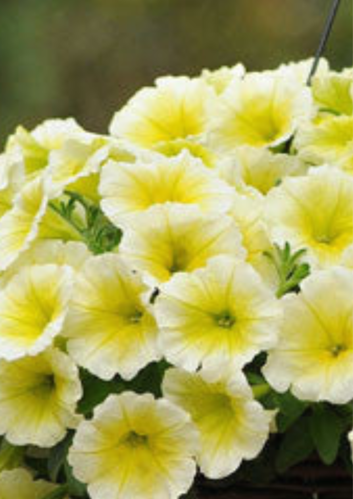 Petunia E3 Easy Wave Yellow - View 2 from www redcrocus com