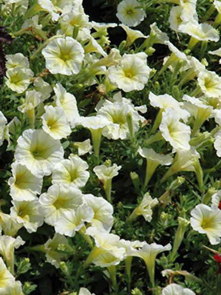 Petunia E3 Easy Wave Yellow - View 3 from www redcrocus com