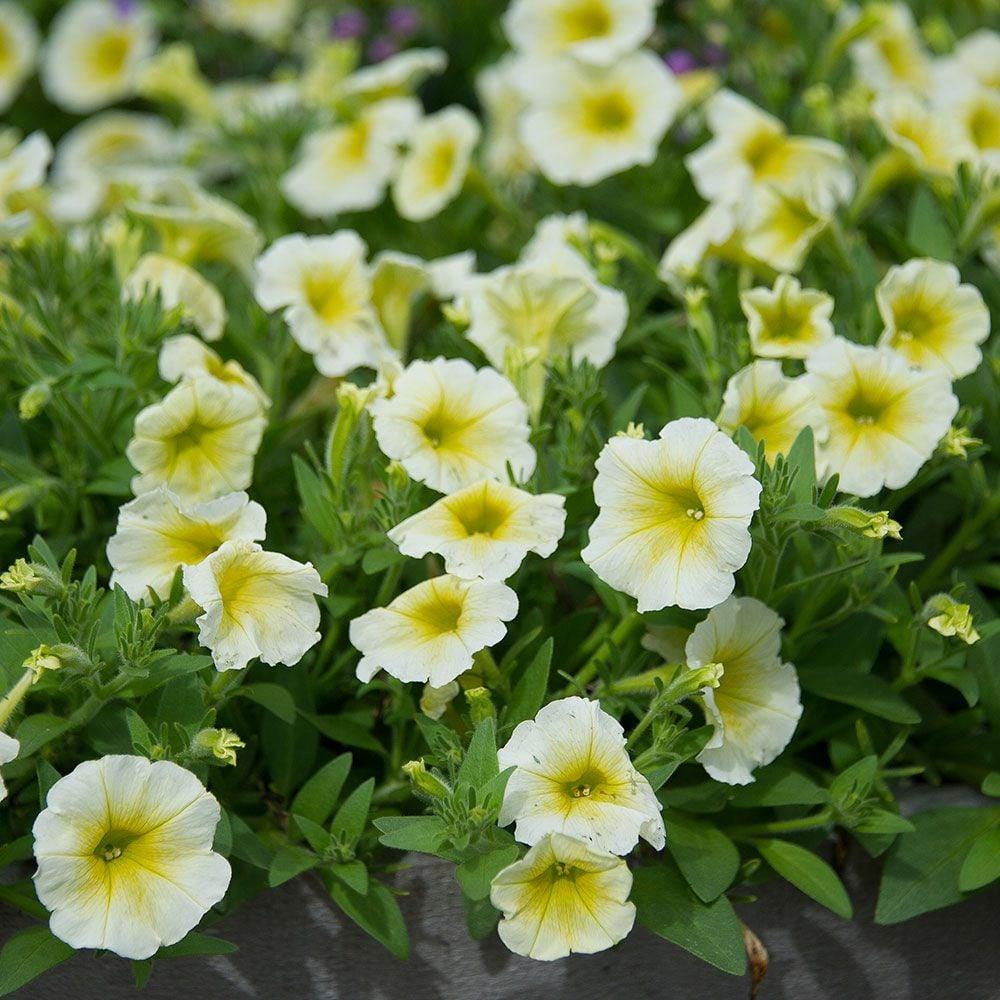 Petunia E3 Easy Wave Yellow - View 4 from www redcrocus com
