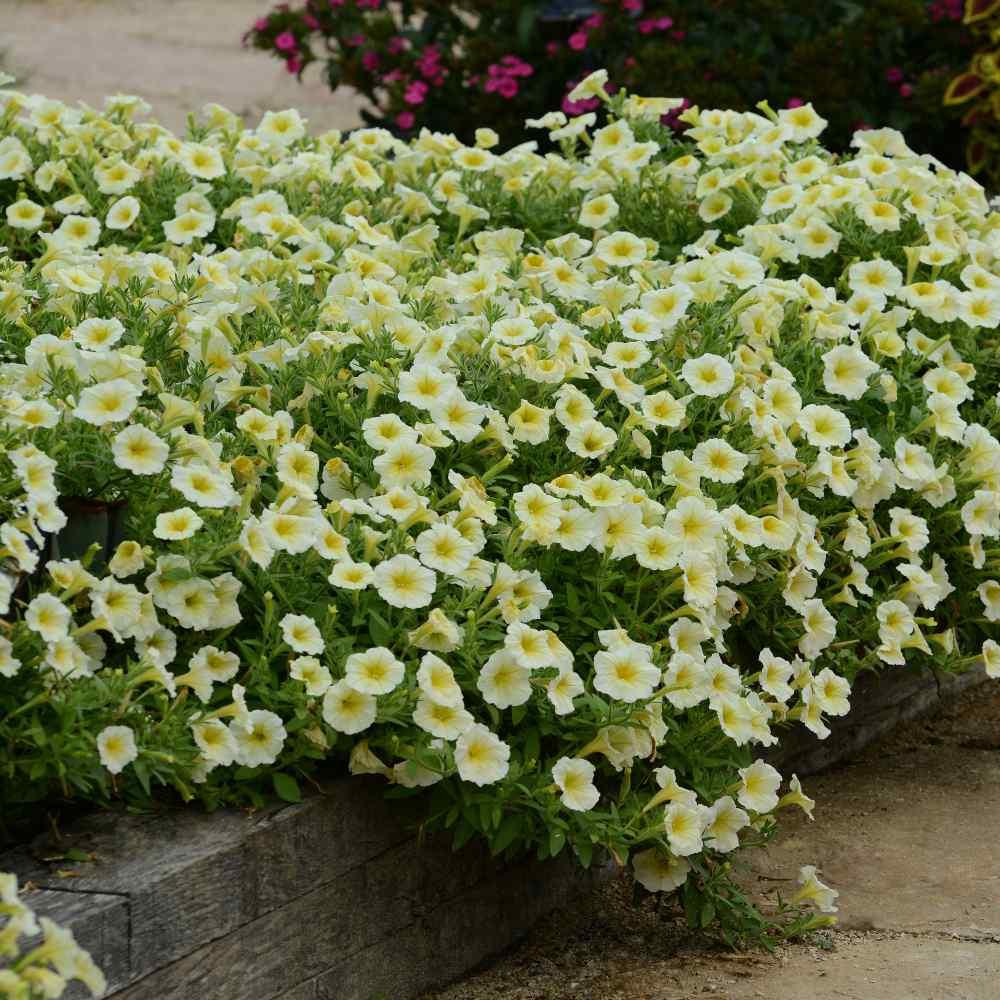 Petunia E3 Easy Wave Yellow - View 5 from www redcrocus com