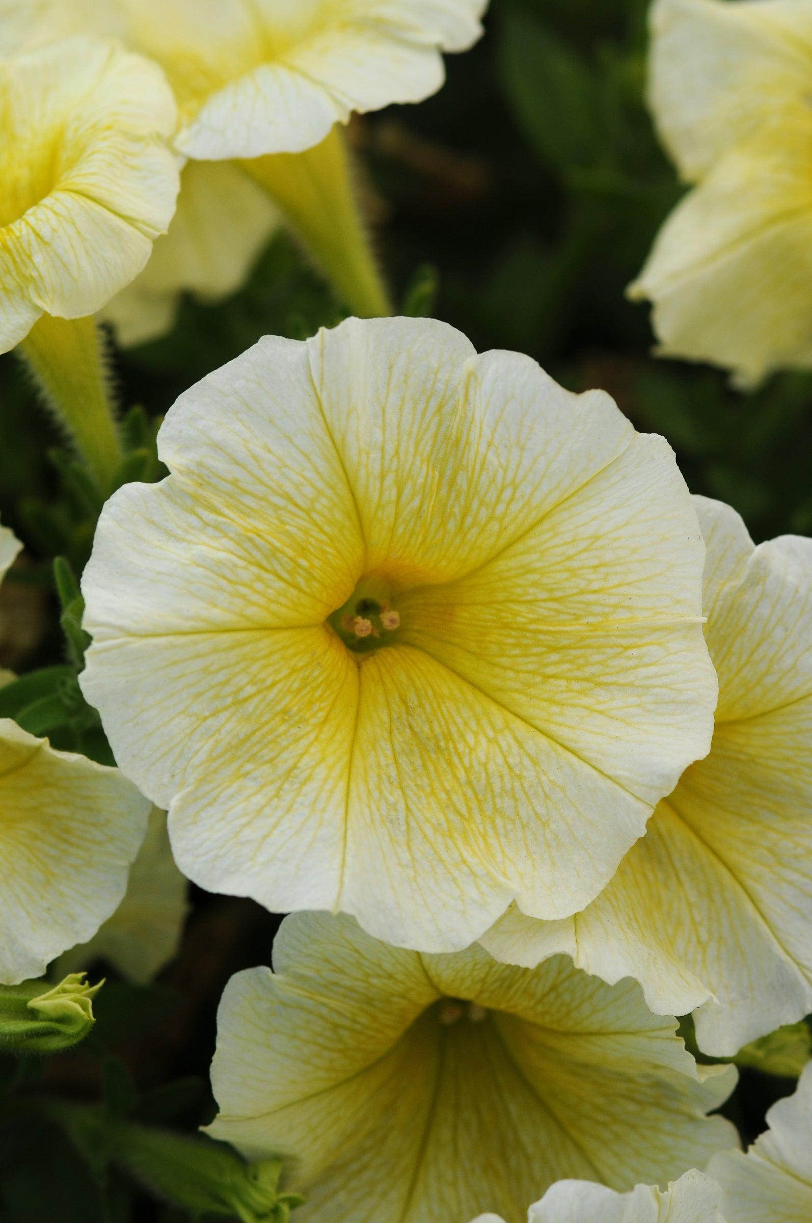 Petunia E3 Easy Wave Yellow - View 6 from www redcrocus com