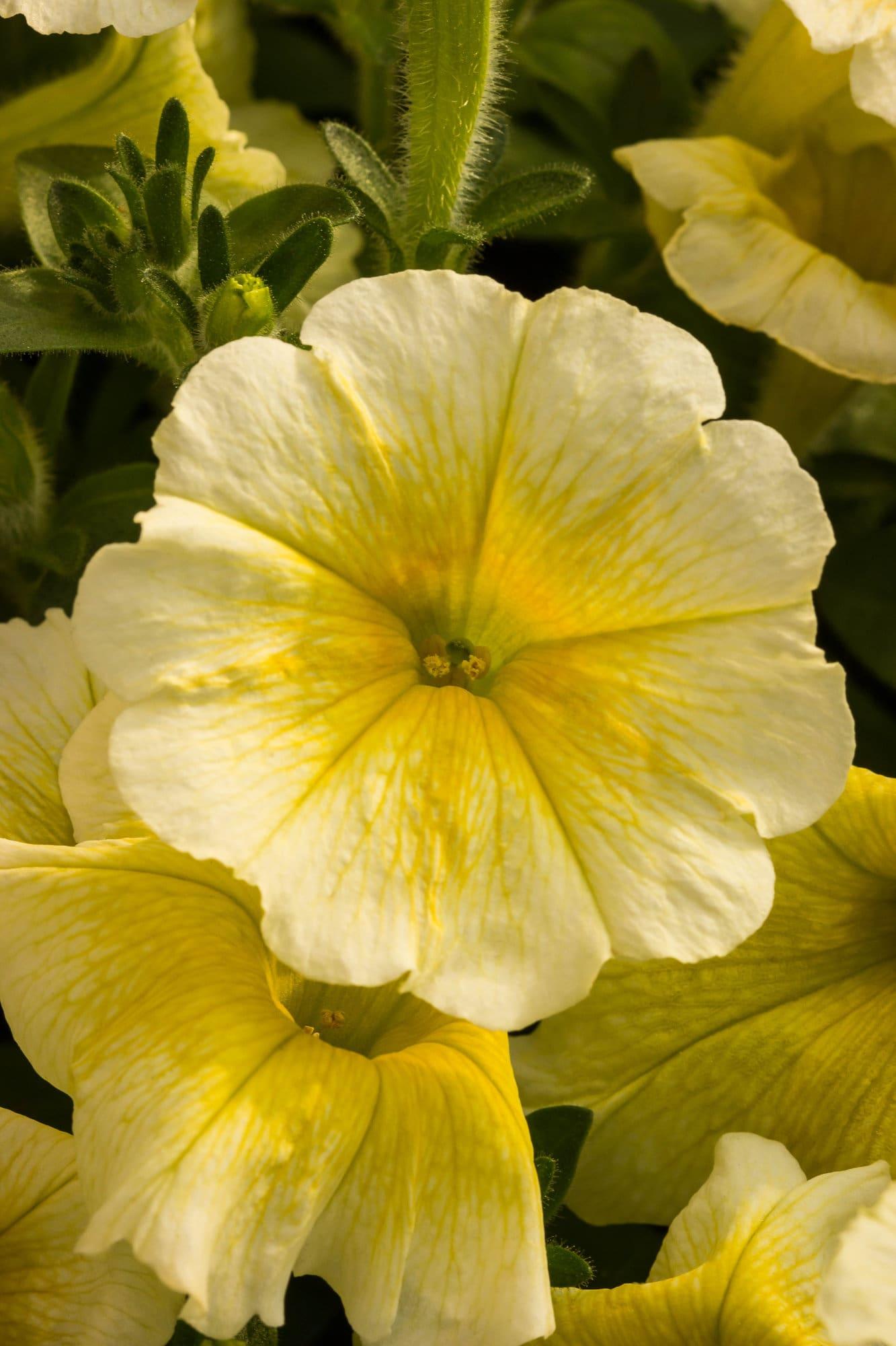 Petunia E3 Easy Wave Yellow - View 7 from www redcrocus com