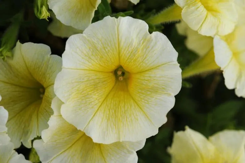Petunia E3 Easy Wave Yellow - View 7 from www redcrocus com