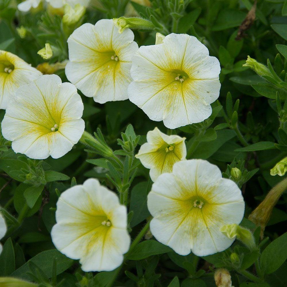Petunia E3 Easy Wave Yellow - View 9 from www redcrocus com