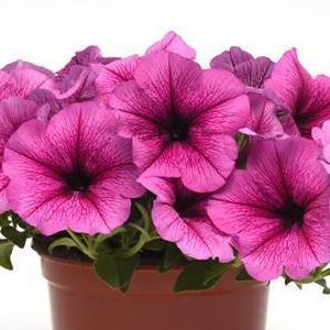 Petunia Easy Wave Rose Fusion - View 11 from www redcrocus com