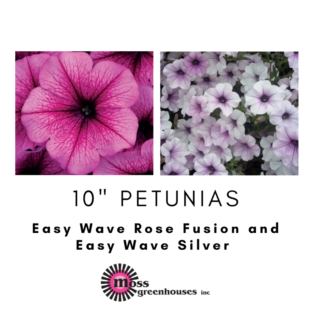 Petunia Easy Wave Rose Fusion - View 12 from www redcrocus com
