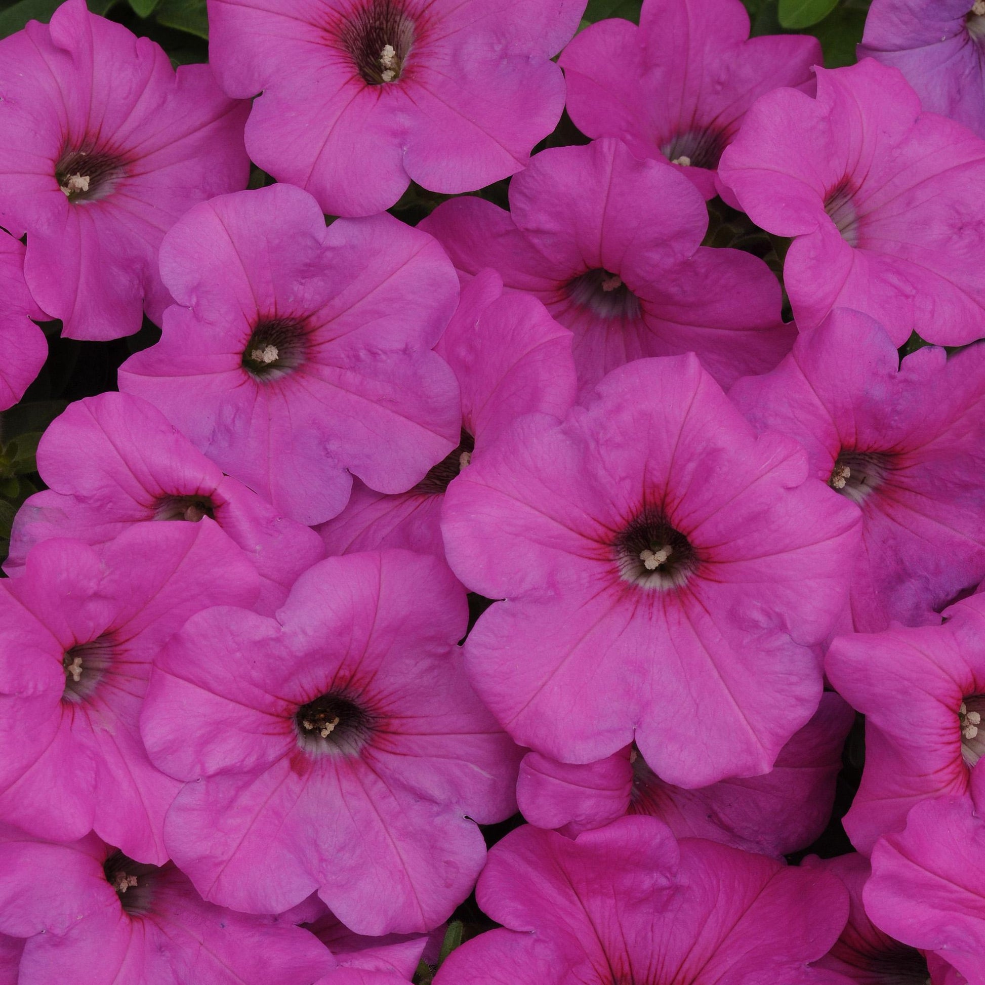 Petunia Easy Wave Rose Fusion - View 13 from www redcrocus com
