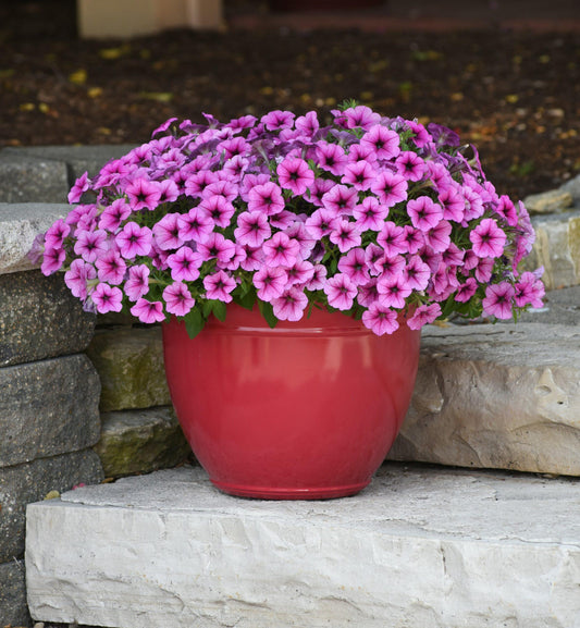 Petunia Easy Wave Rose Fusion - View 1 from www redcrocus com