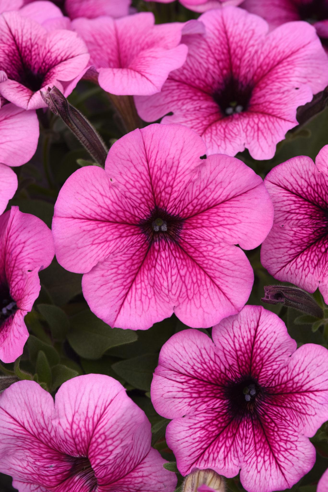 Petunia Easy Wave Rose Fusion - View 3 from www redcrocus com