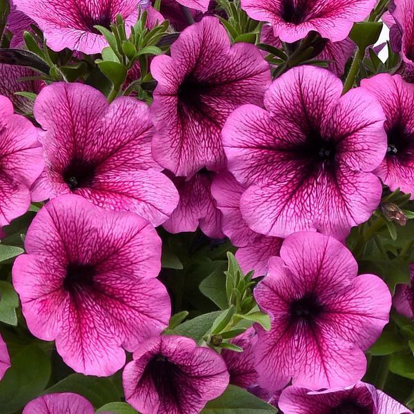 Petunia Easy Wave Rose Fusion - View 4 from www redcrocus com
