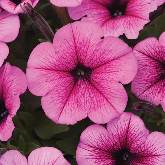 Petunia Easy Wave Rose Fusion - View 5 from www redcrocus com