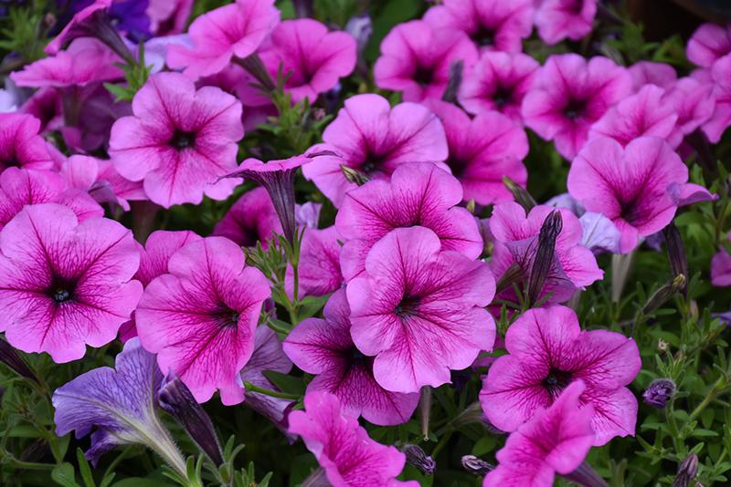 Petunia Easy Wave Rose Fusion - View 6 from www redcrocus com