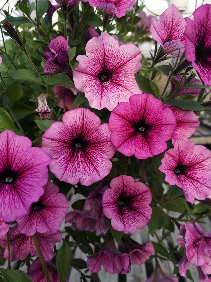 Petunia Easy Wave Rose Fusion - View 8 from www redcrocus com
