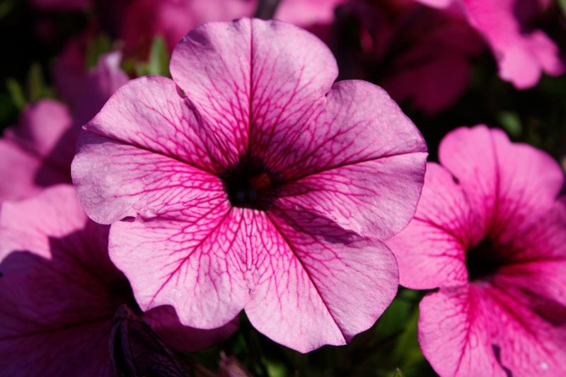 Petunia Easy Wave Rose Fusion - View 9 from www redcrocus com