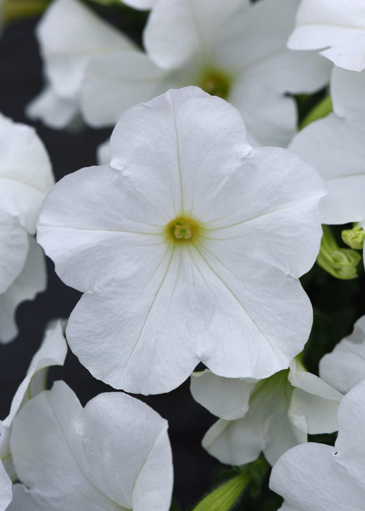 Petunia E3 Easy Wave White - View 1 from www redcrocus com