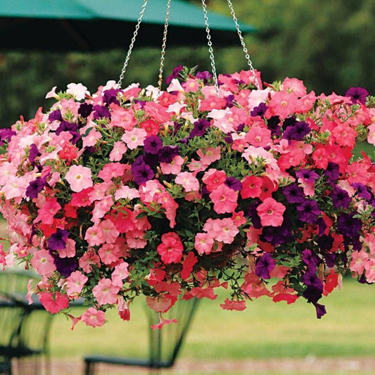 Petunia 'easy Wave Beachcomber Mix' - View 1 from www redcrocus com