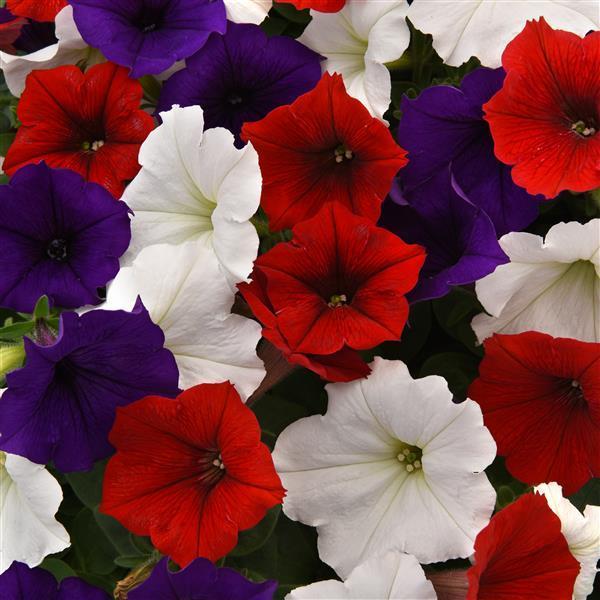 Petunia 'easy Wave Beachcomber Mix' - View 3 from www redcrocus com