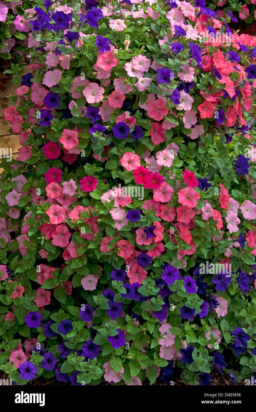 Petunia 'easy Wave Beachcomber Mix' - View 5 from www redcrocus com