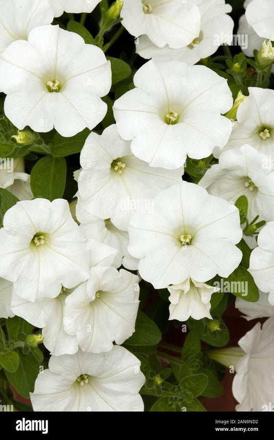 Petunia Easy Wave White - View 10 from www redcrocus com