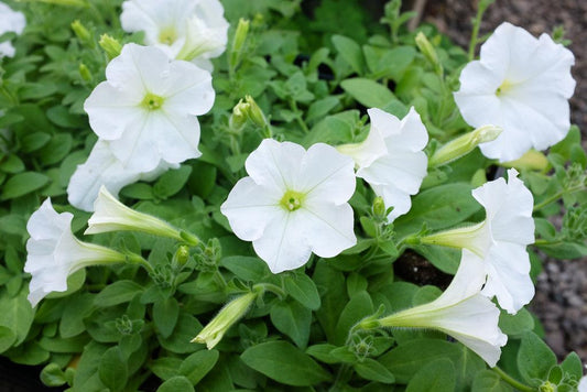 Petunia Easy Wave White - View 11 from www redcrocus com