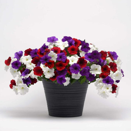 Petunia Easy Wave Flag Mix - View 10 from www redcrocus com